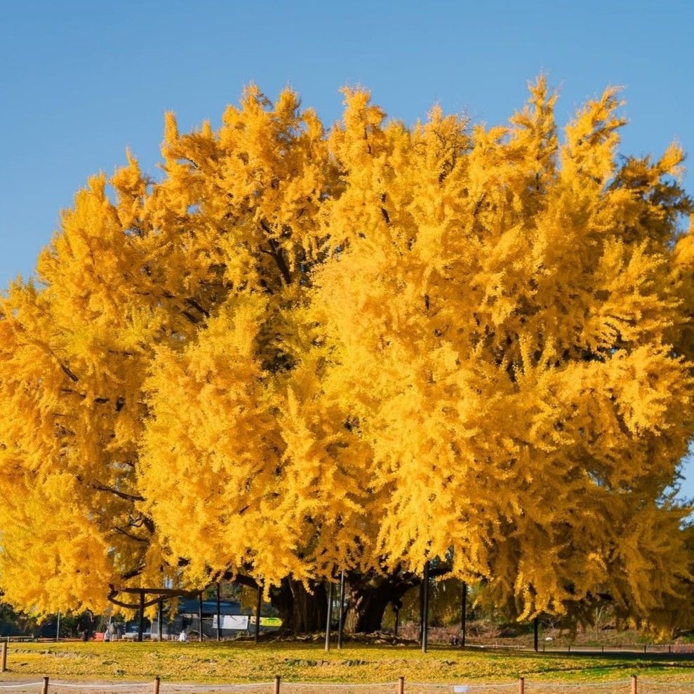 赵明燮的最新照片