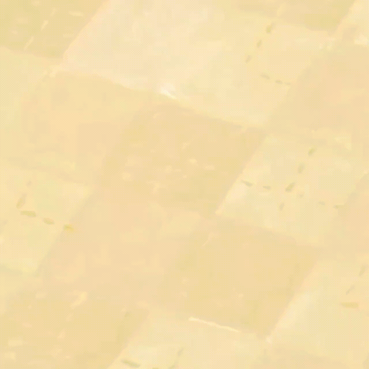 Recent activity shot of Jisoo (1995)