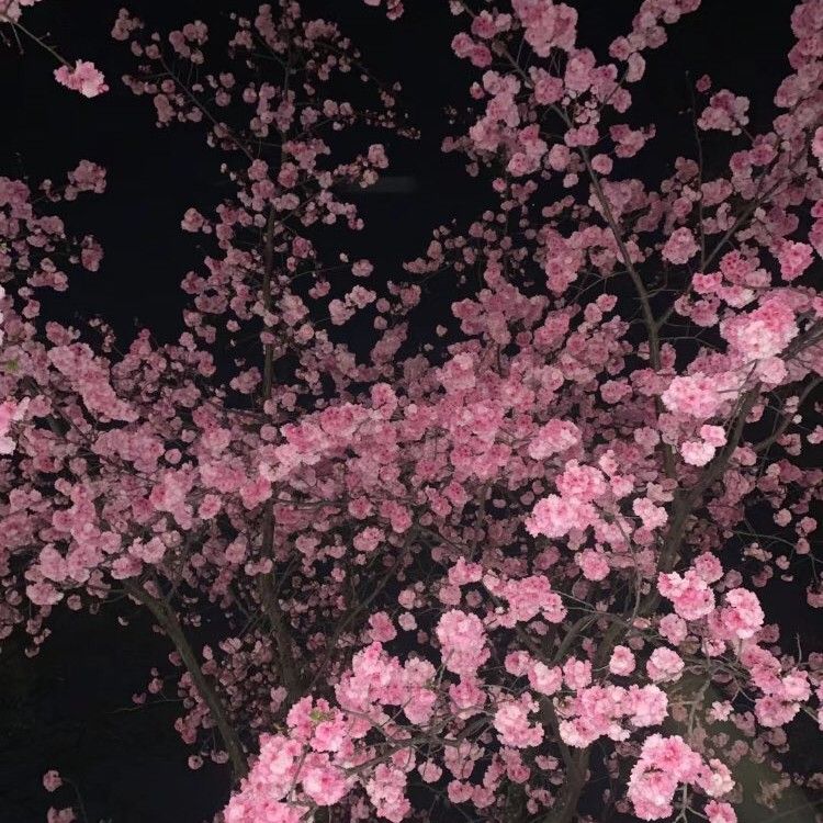 KAI的近期活動照