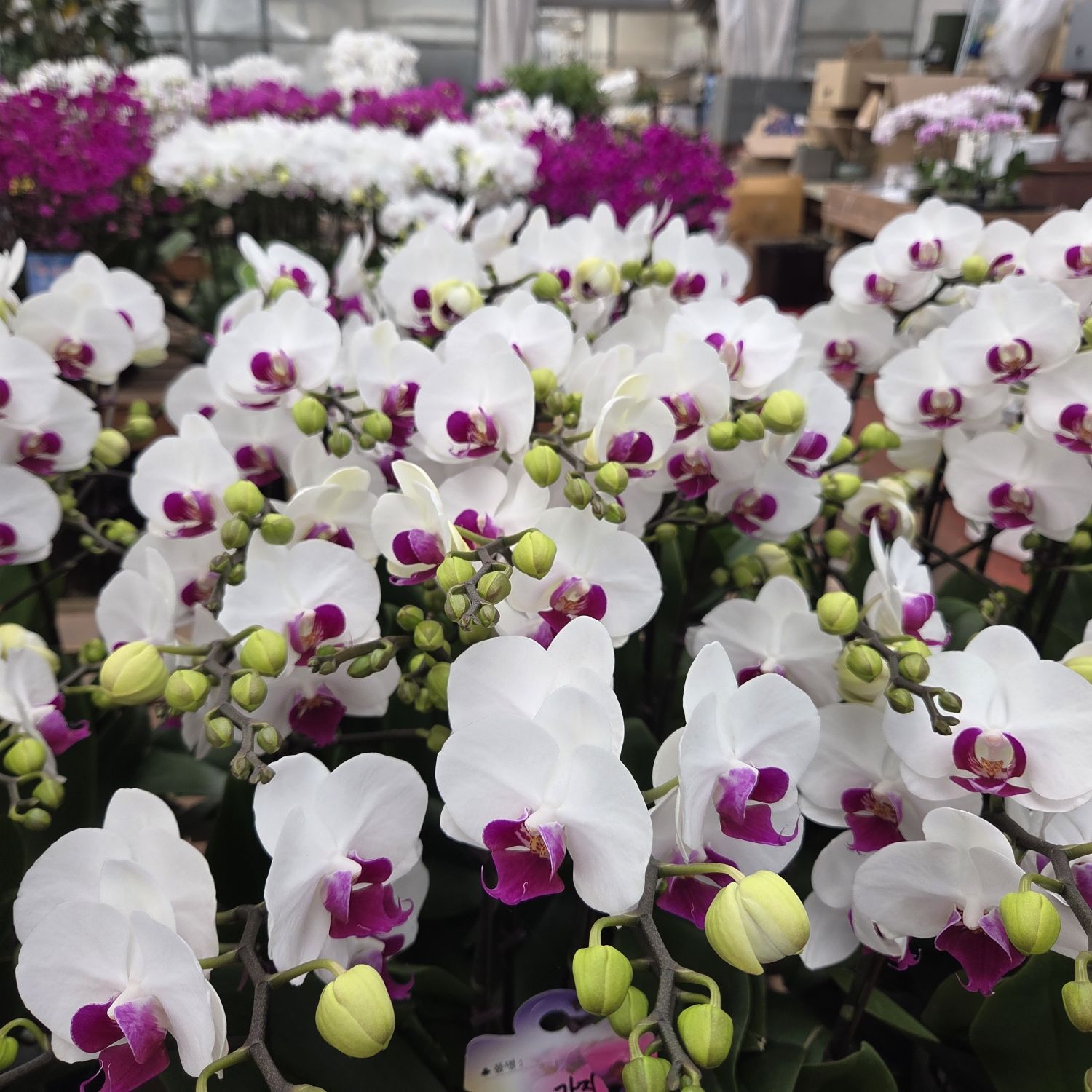 Foto terbaru dari Jang Minho