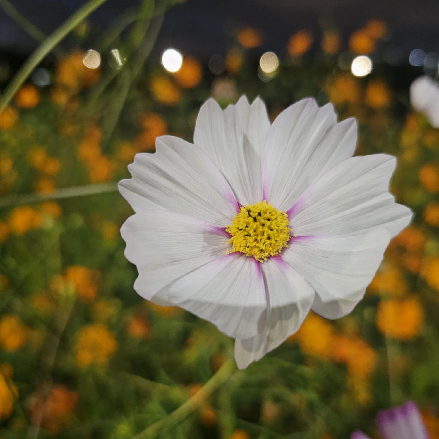 조명섭 팬이 찍은 순간