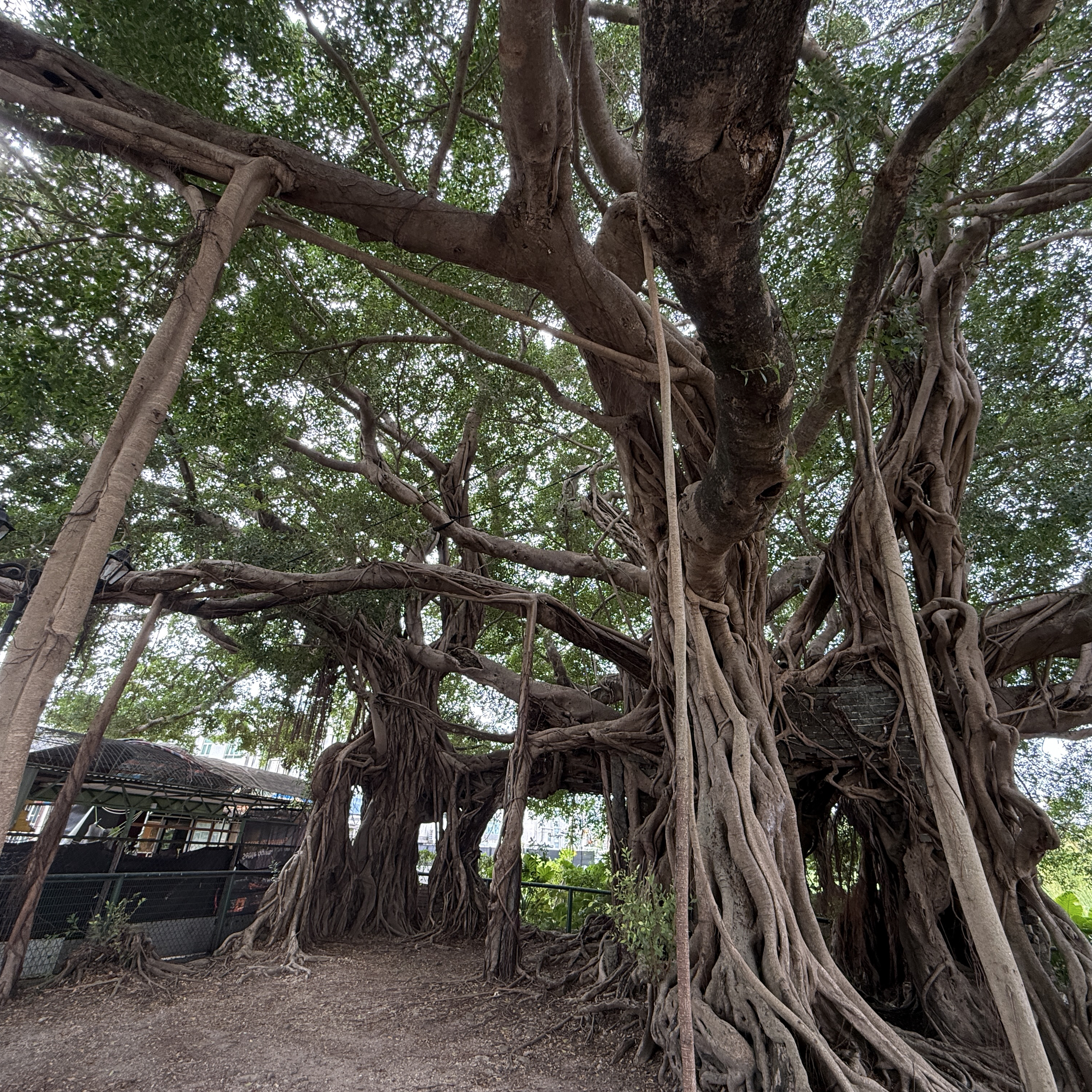 金高銀的近期活動照