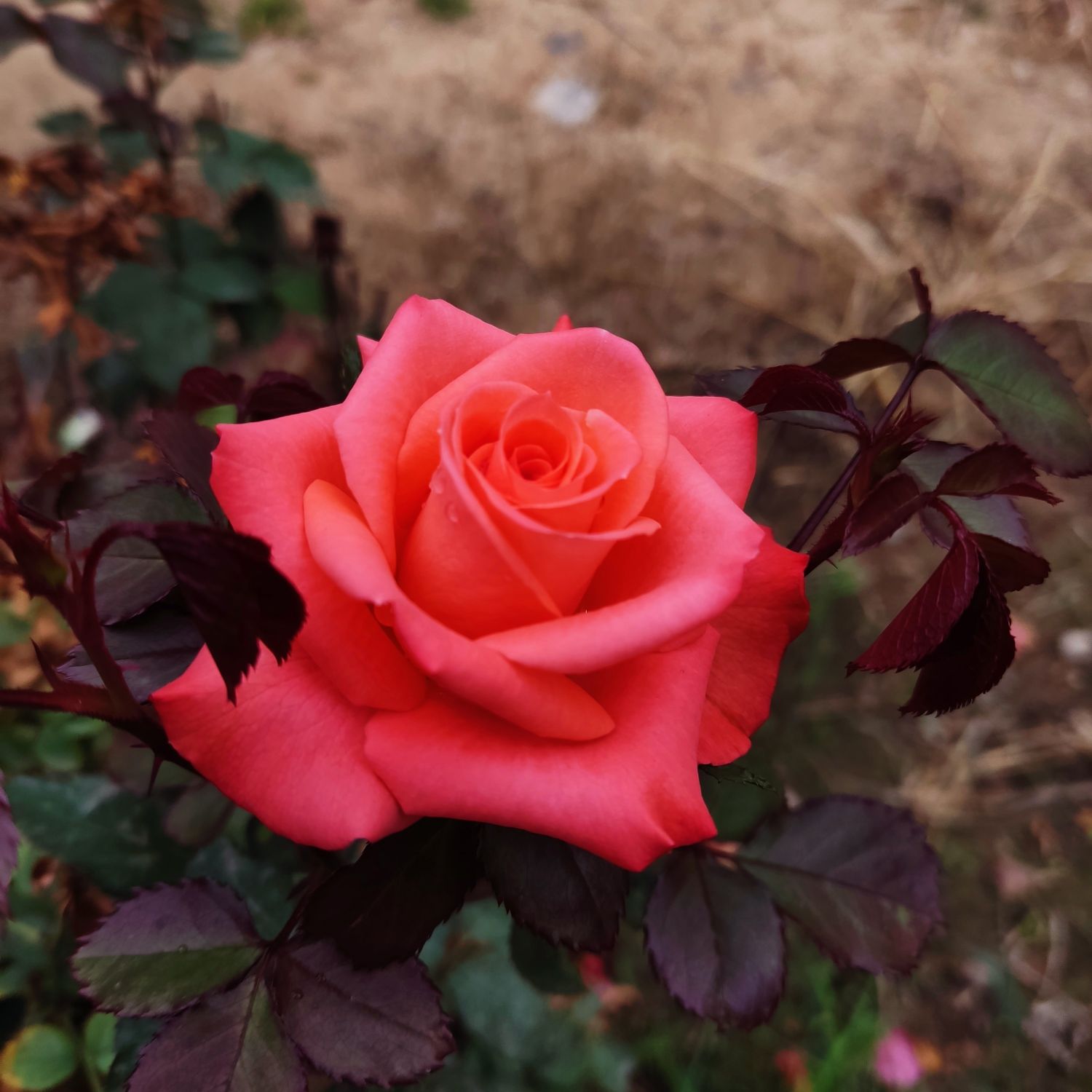 Latest photo of Baekhyun