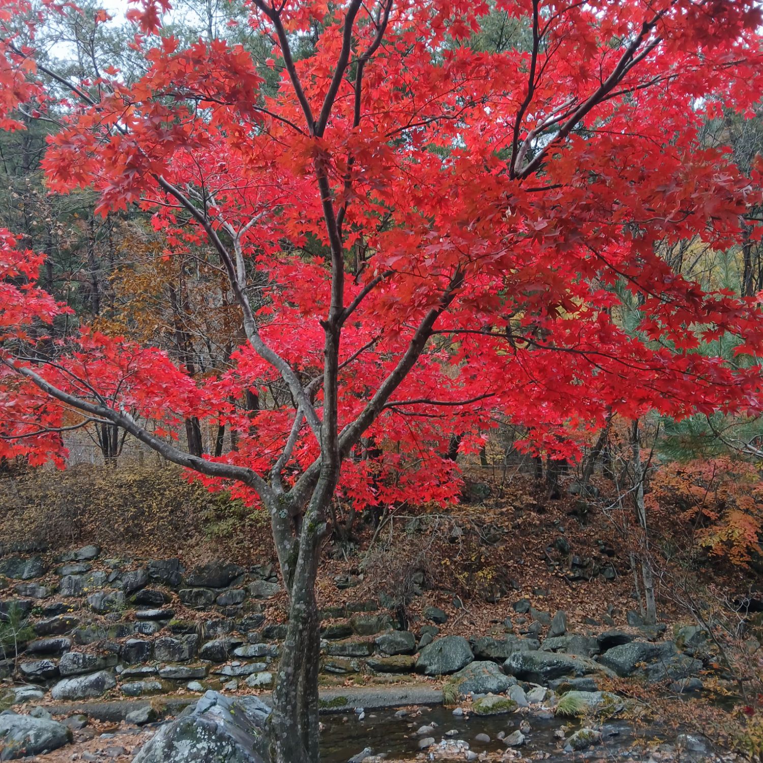 Latest photo of Jeon Yujin