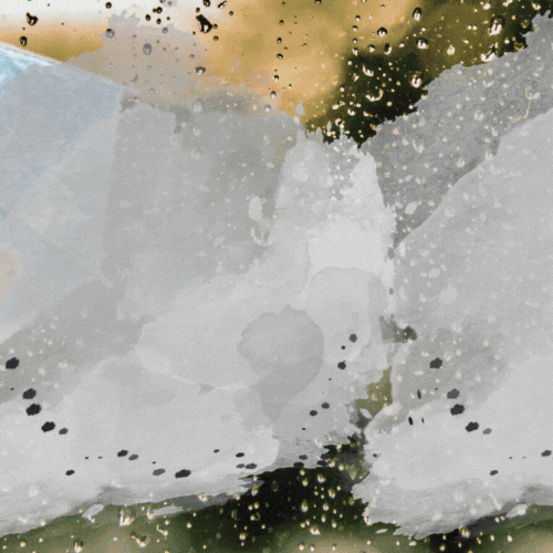 A moment captured by a fan of IU