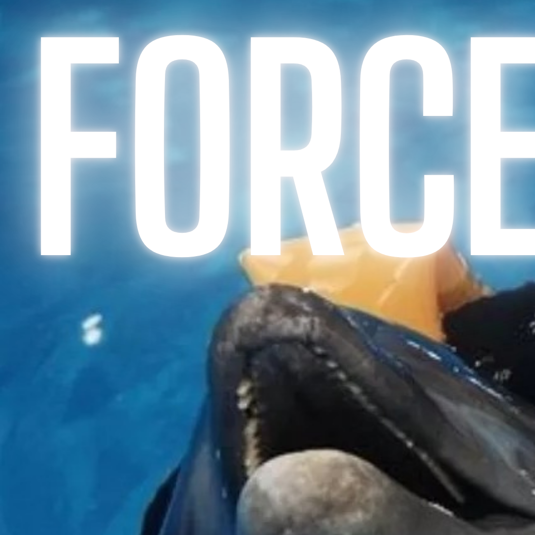 Latest photo of Force Jiratchapong Srisang