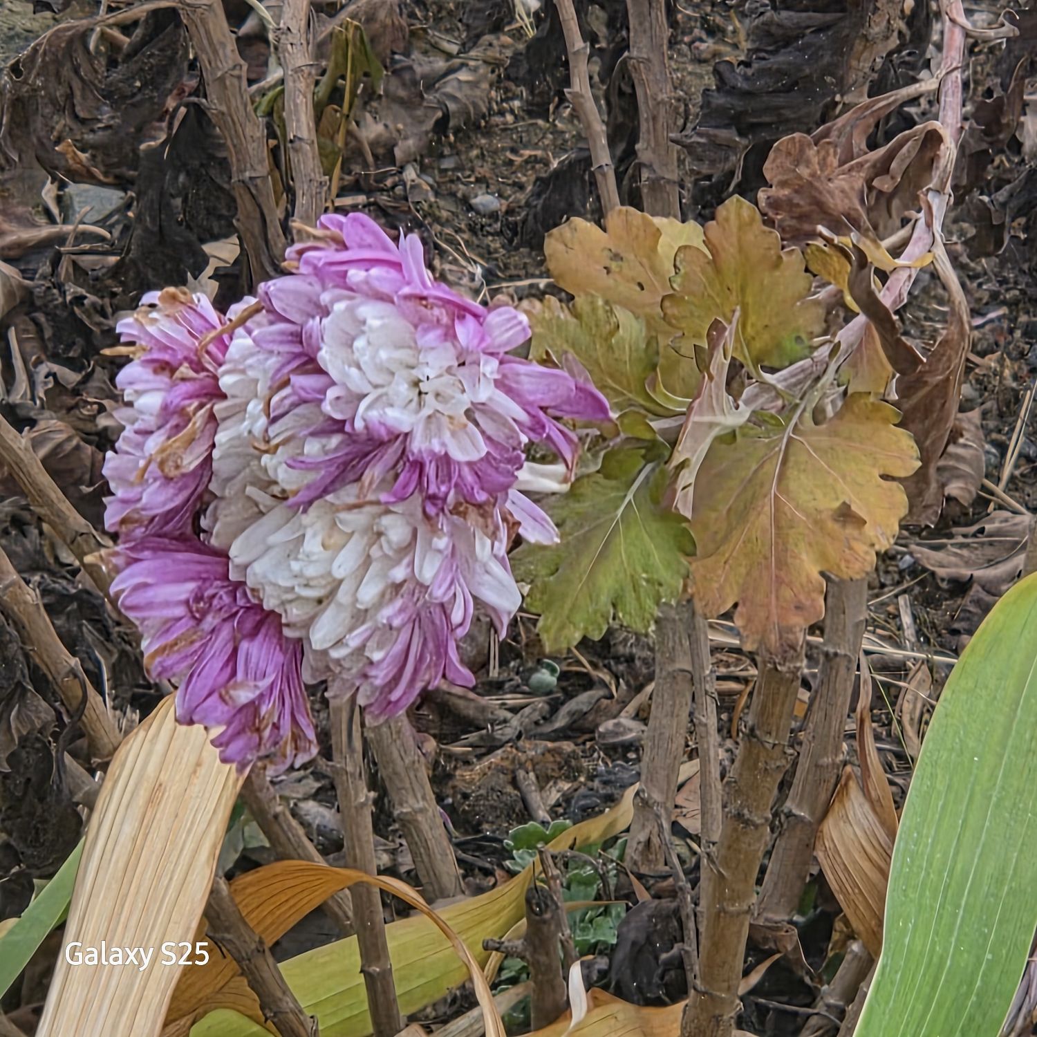 粉絲拍下的張民好瞬間