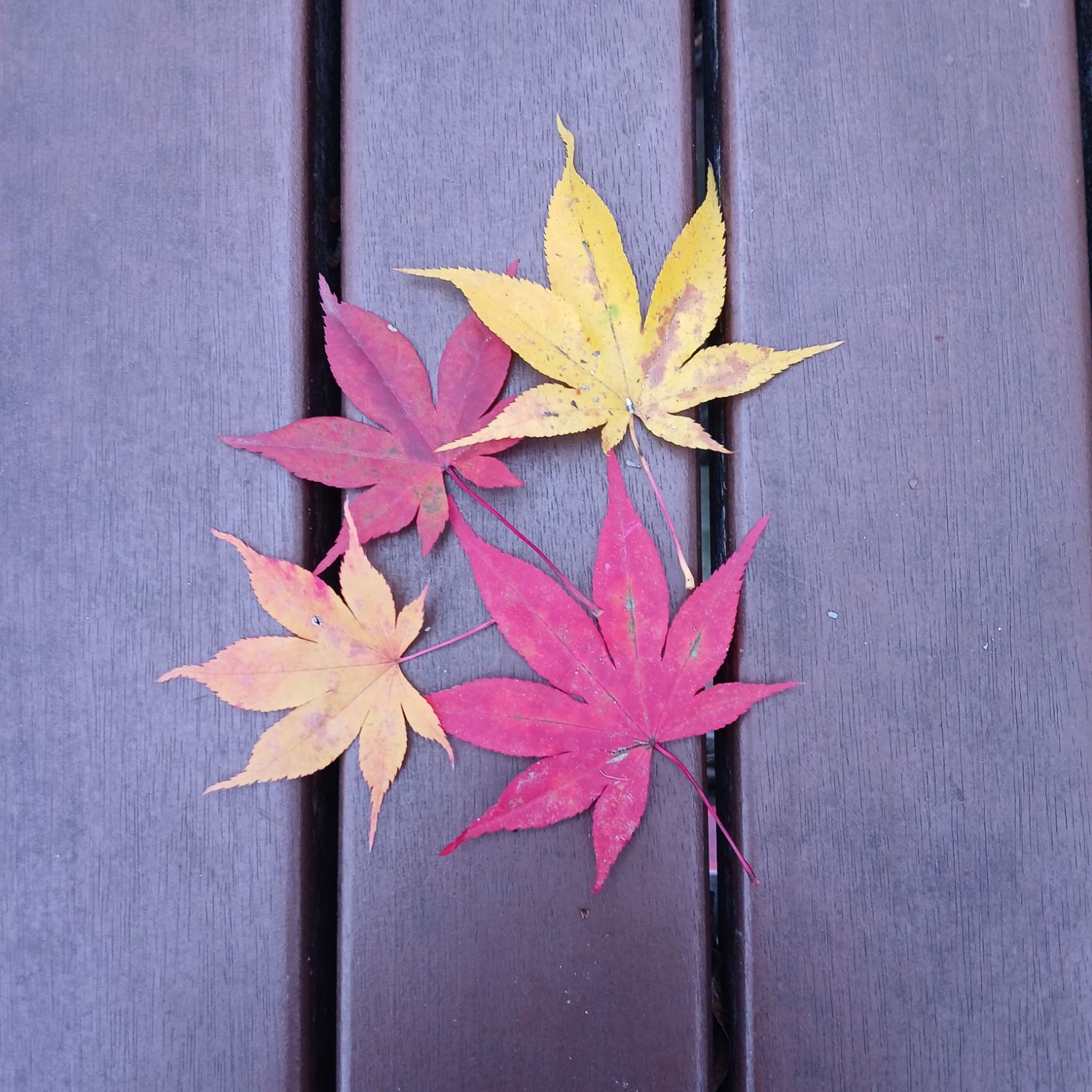 チョン・ユジンの最新写真