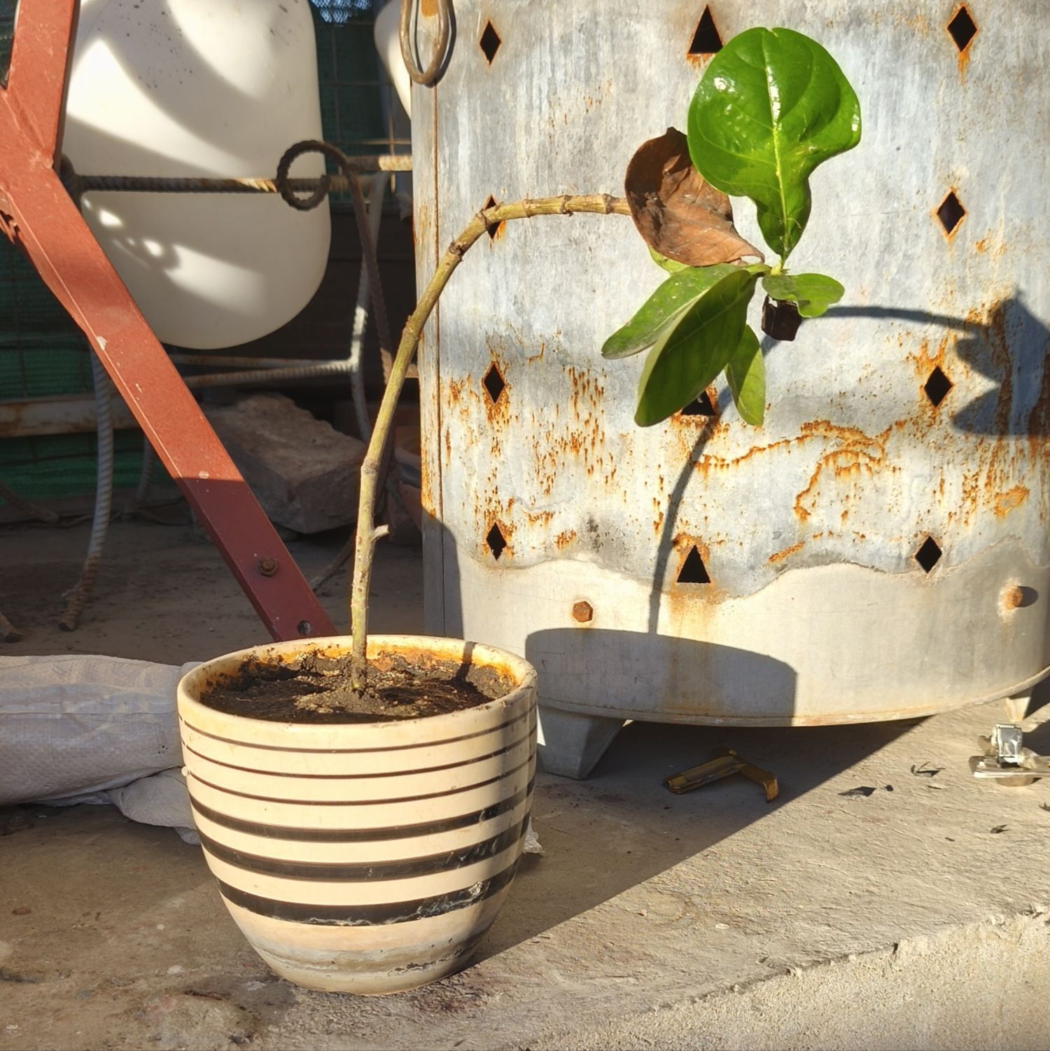 ファンが撮影したソン・ジヒョの瞬間