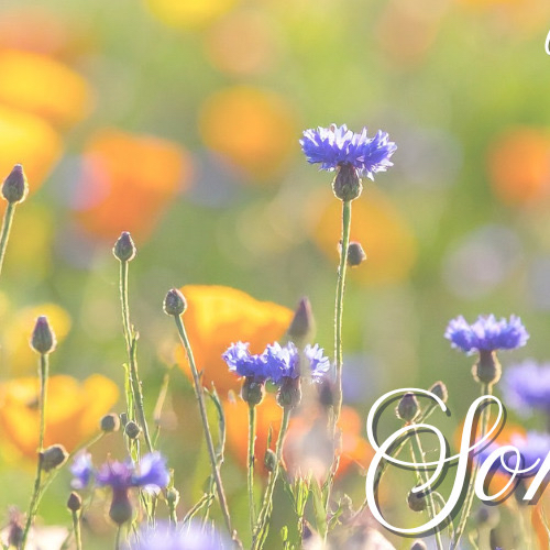 ソン・イェジンのビハインドカット