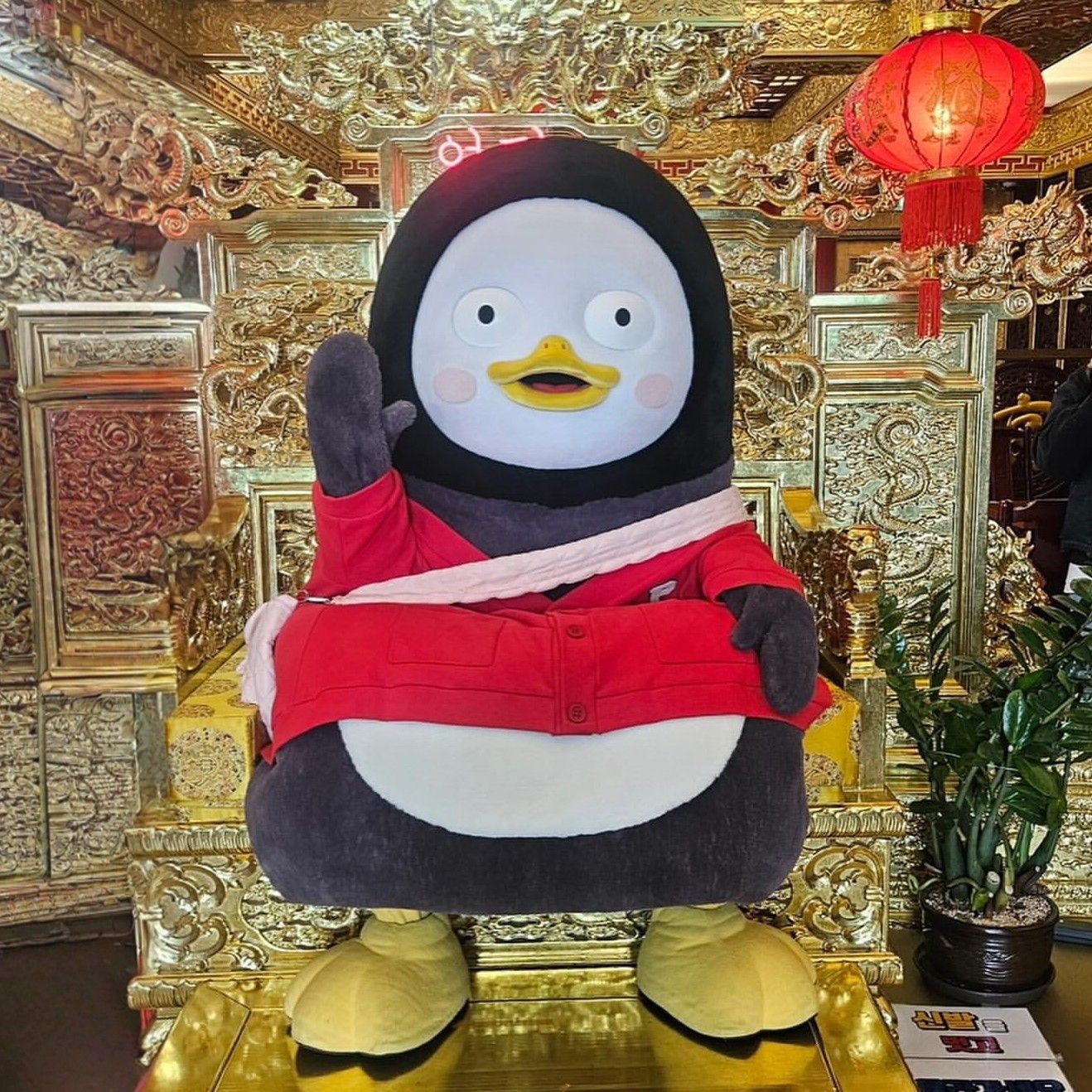 Recent activity shot of Pengsoo