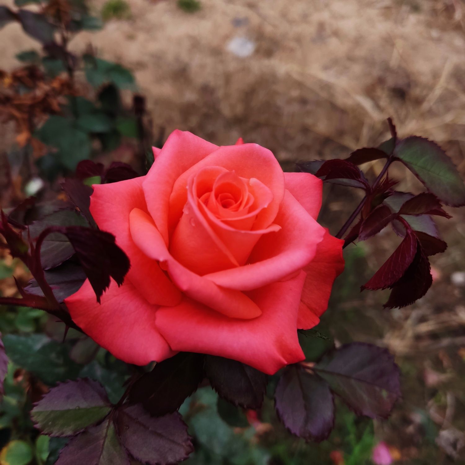 Recent activity shot of Baekhyun