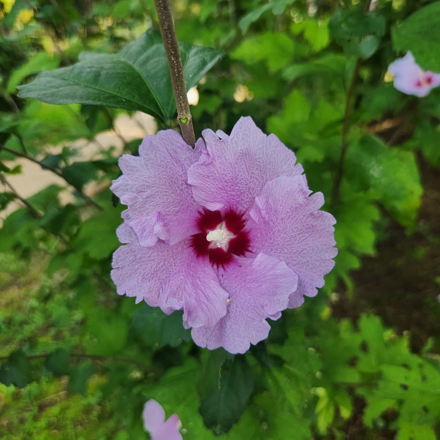 이찬원의 비하인드 컷