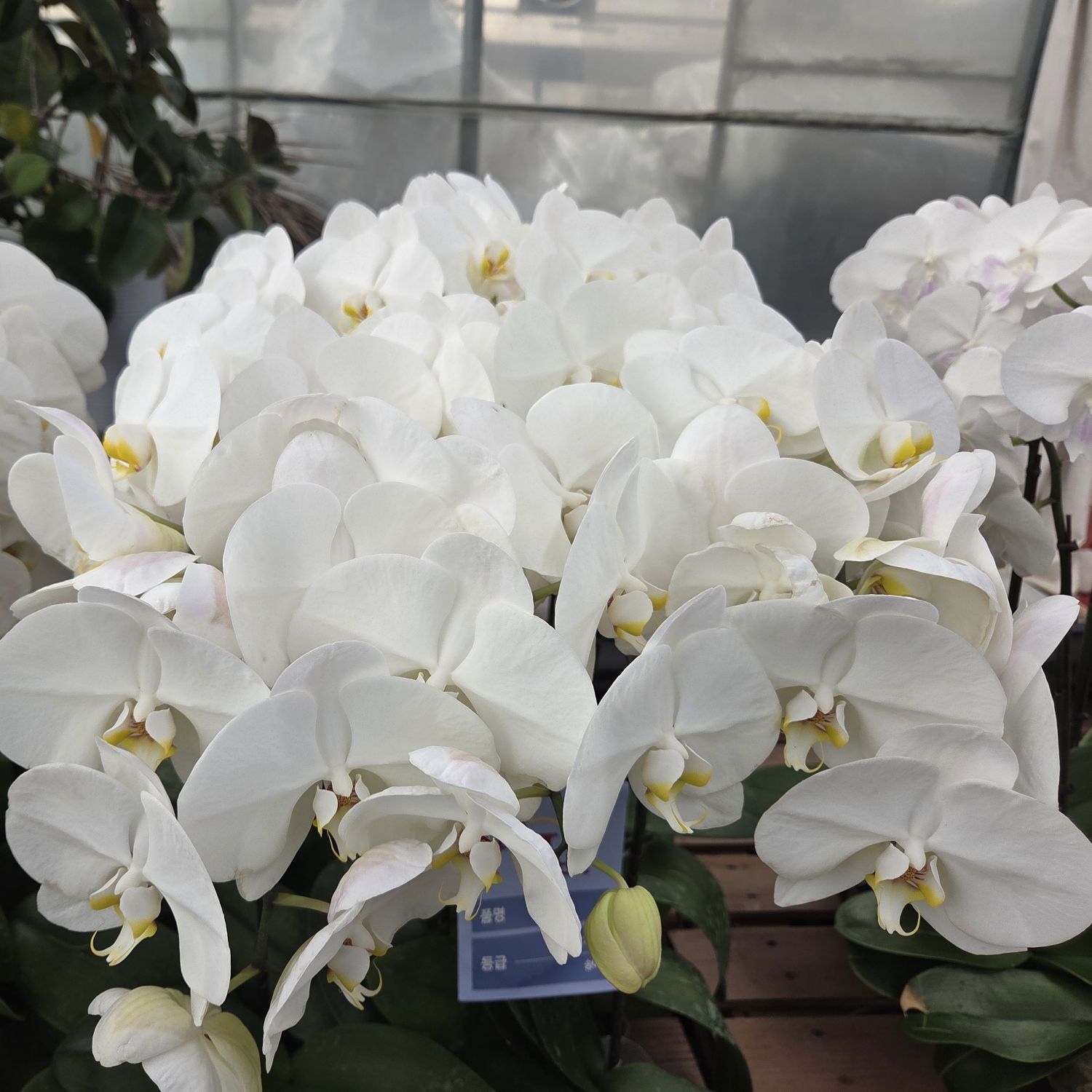 粉絲拍下的張民好瞬間