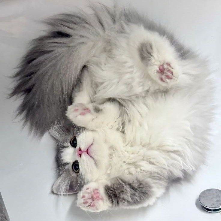 ド・ギョンス (ディオ)のビハインドカット