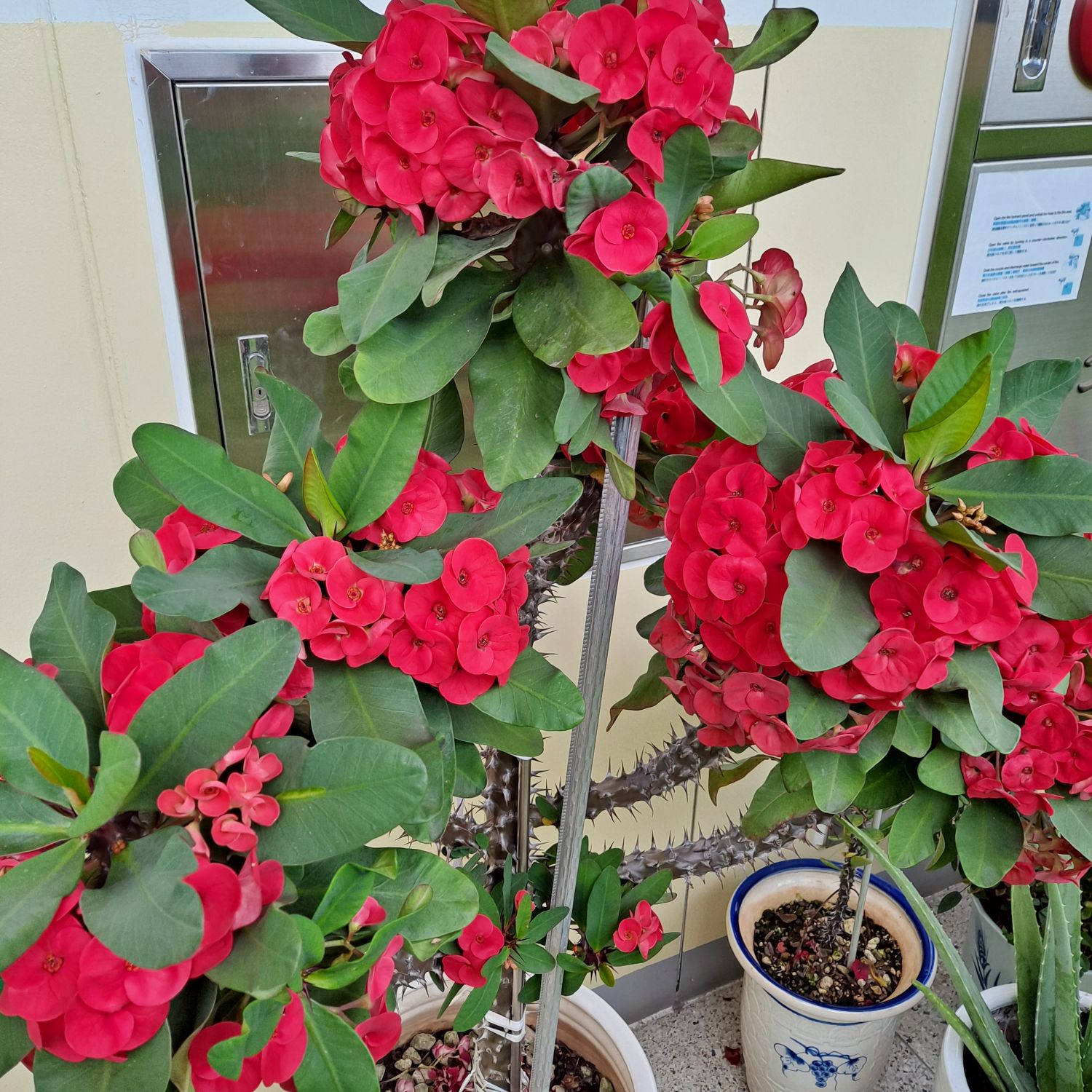 A moment captured by a fan of Jinuk