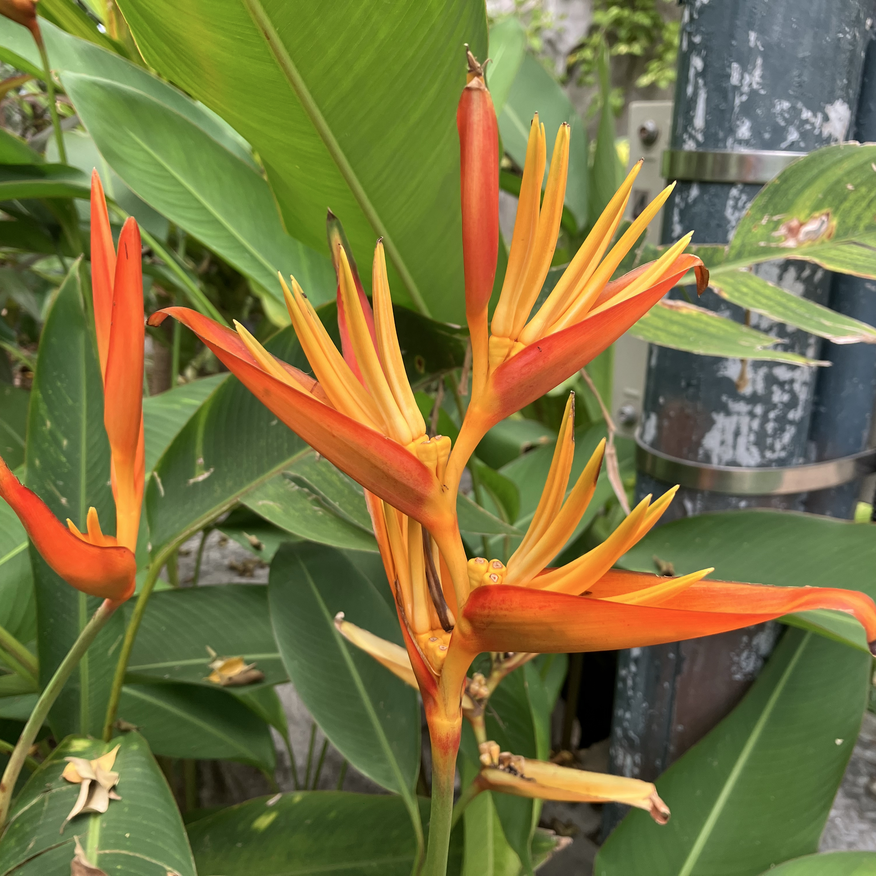 キム・ゴウンのビハインドカット