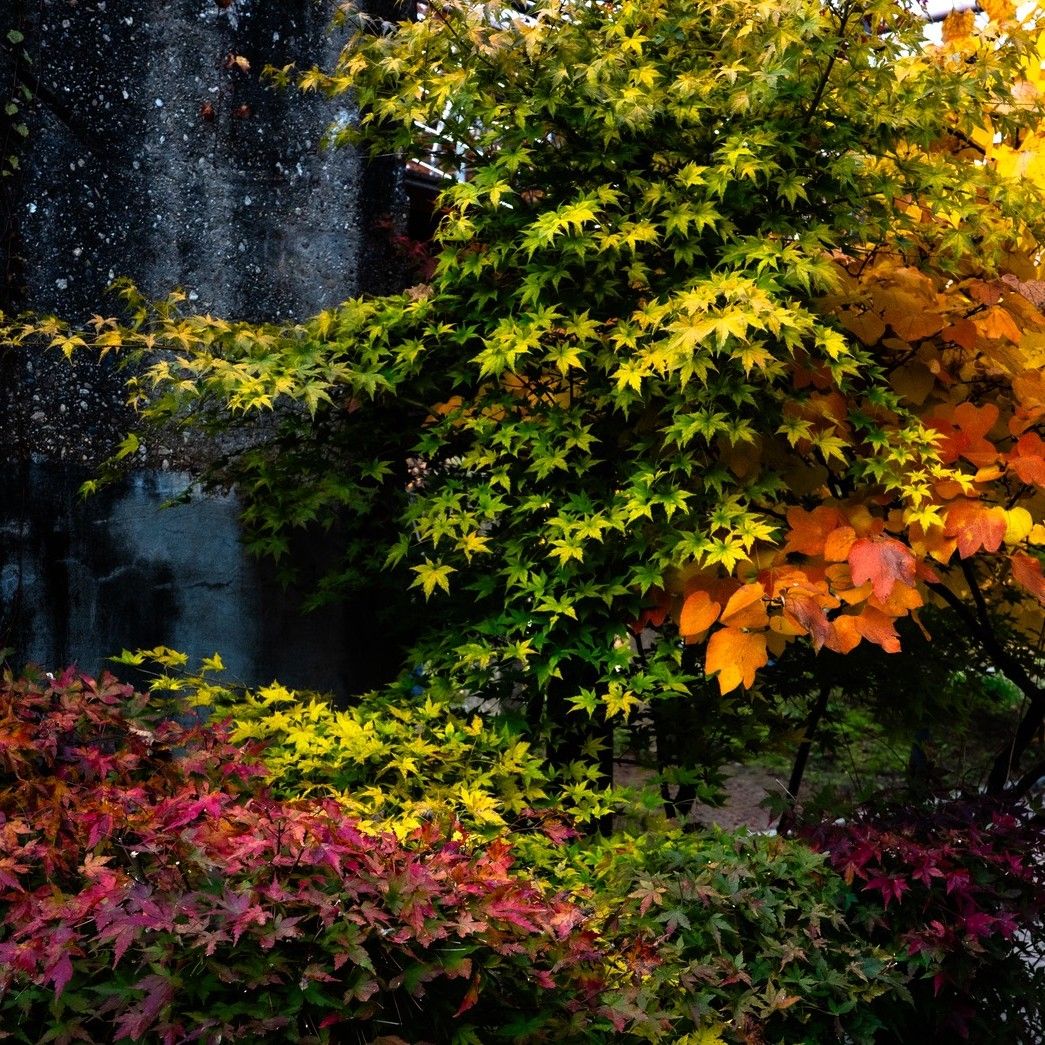 Momen yang diabadikan oleh penggemar Kim Seonho