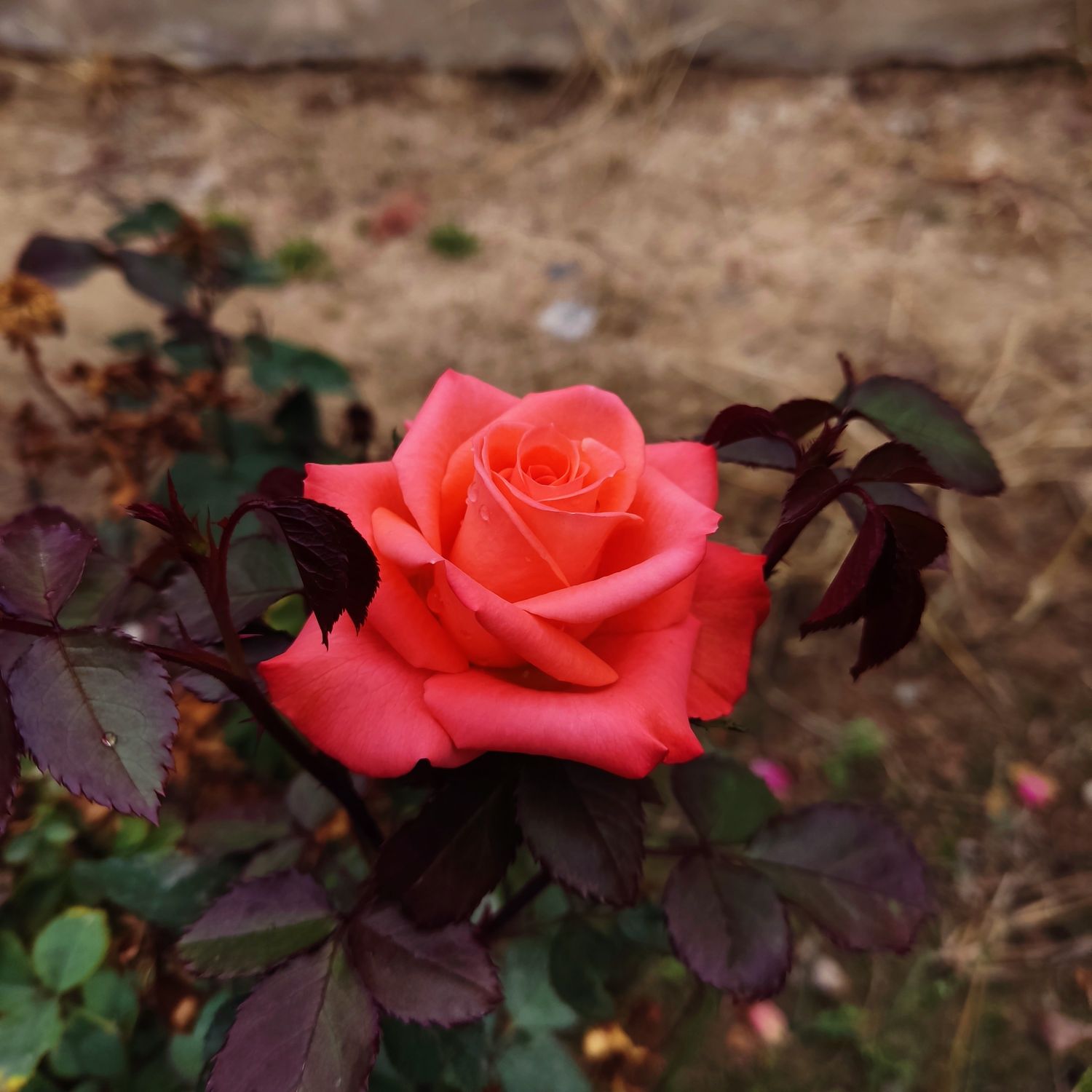 도경수 (디오) 팬이 찍은 순간