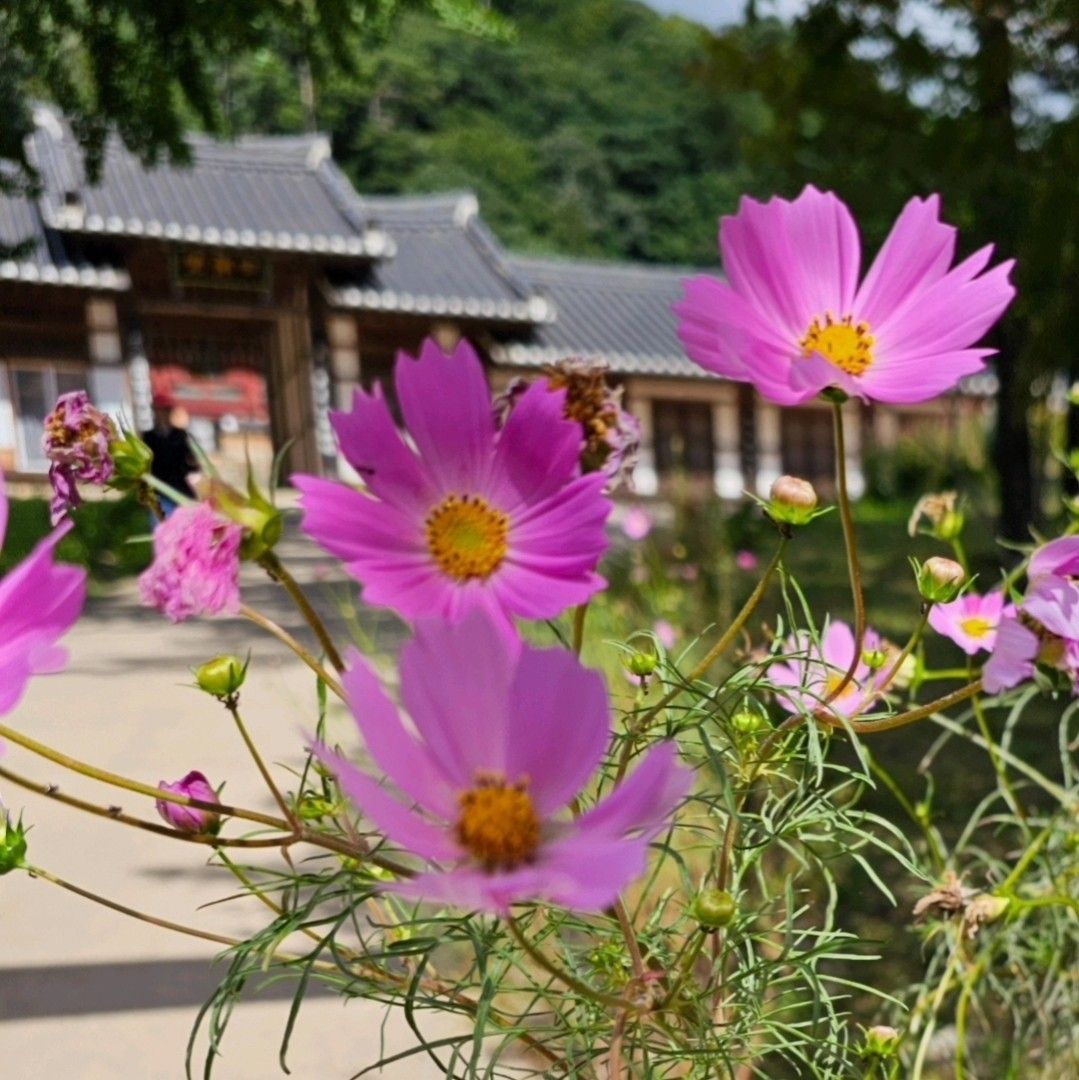 Cuplikan di balik layar dari Jo Myungsup