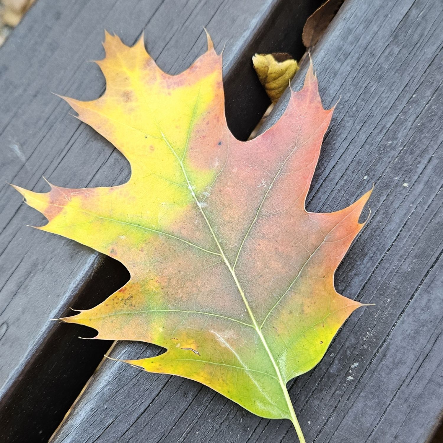 Recent activity shot of Hwang Youngwoong