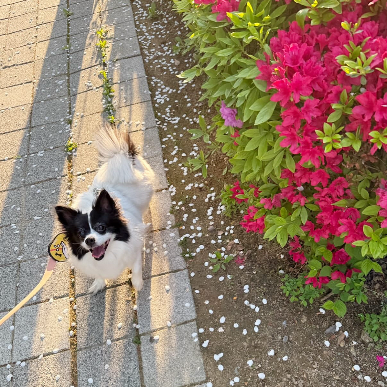 粉絲拍下的BADA瞬間