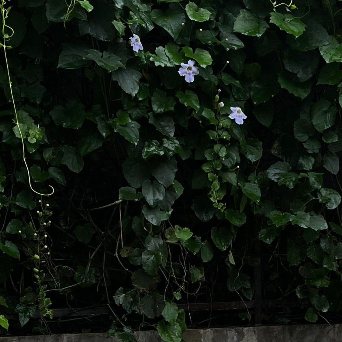 Recent activity shot of Joo Jihoon