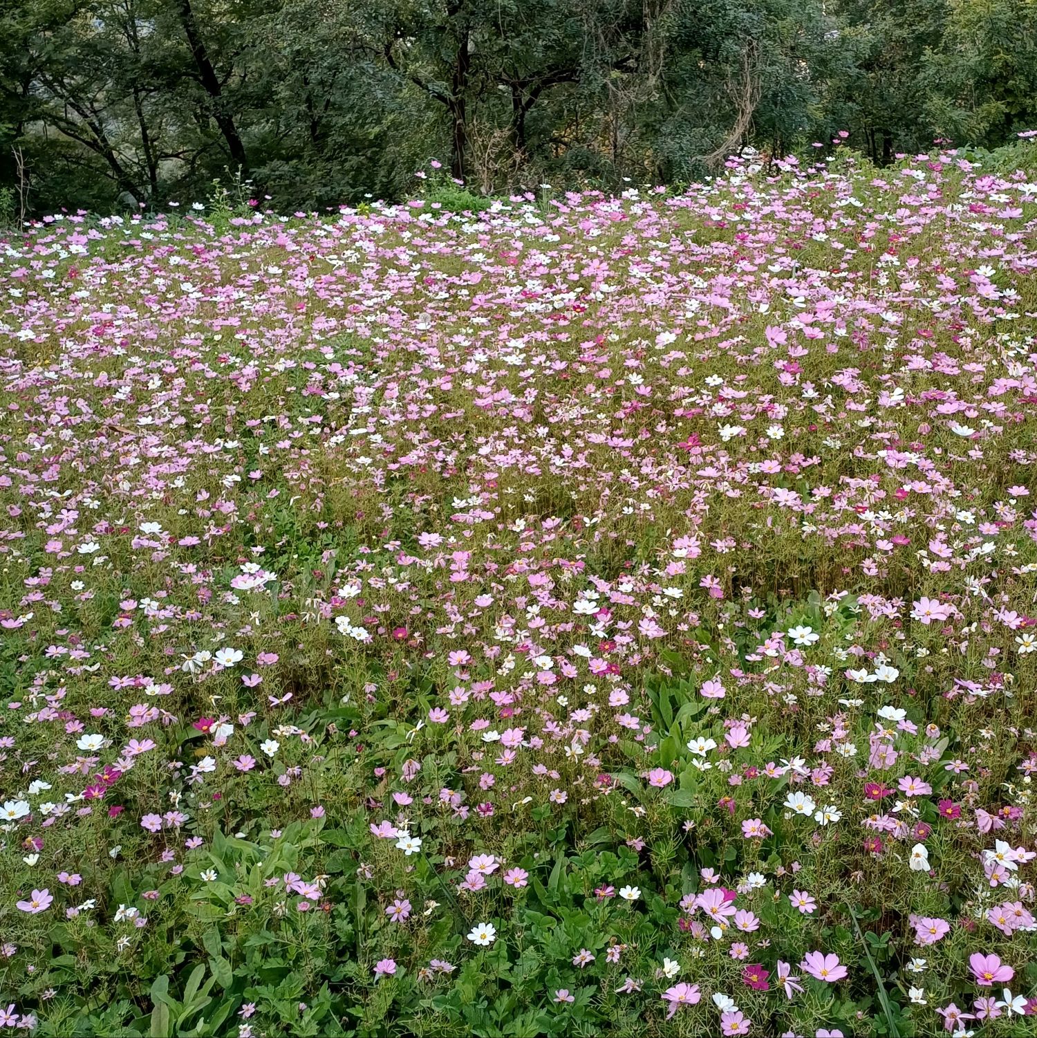 A moment captured by a fan of Kim Hojoong