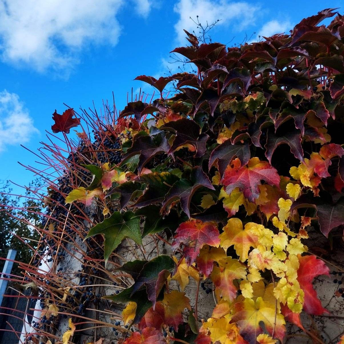 Latest photo of Cha Eunwoo