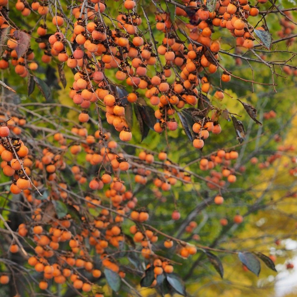 ファンが撮影したキム・ホジュンの瞬間