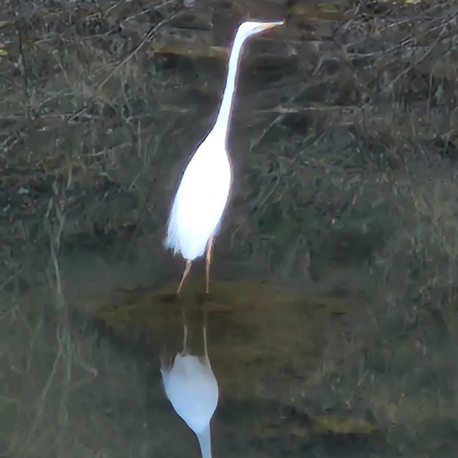 Cuplikan di balik layar dari Kim Hojoong