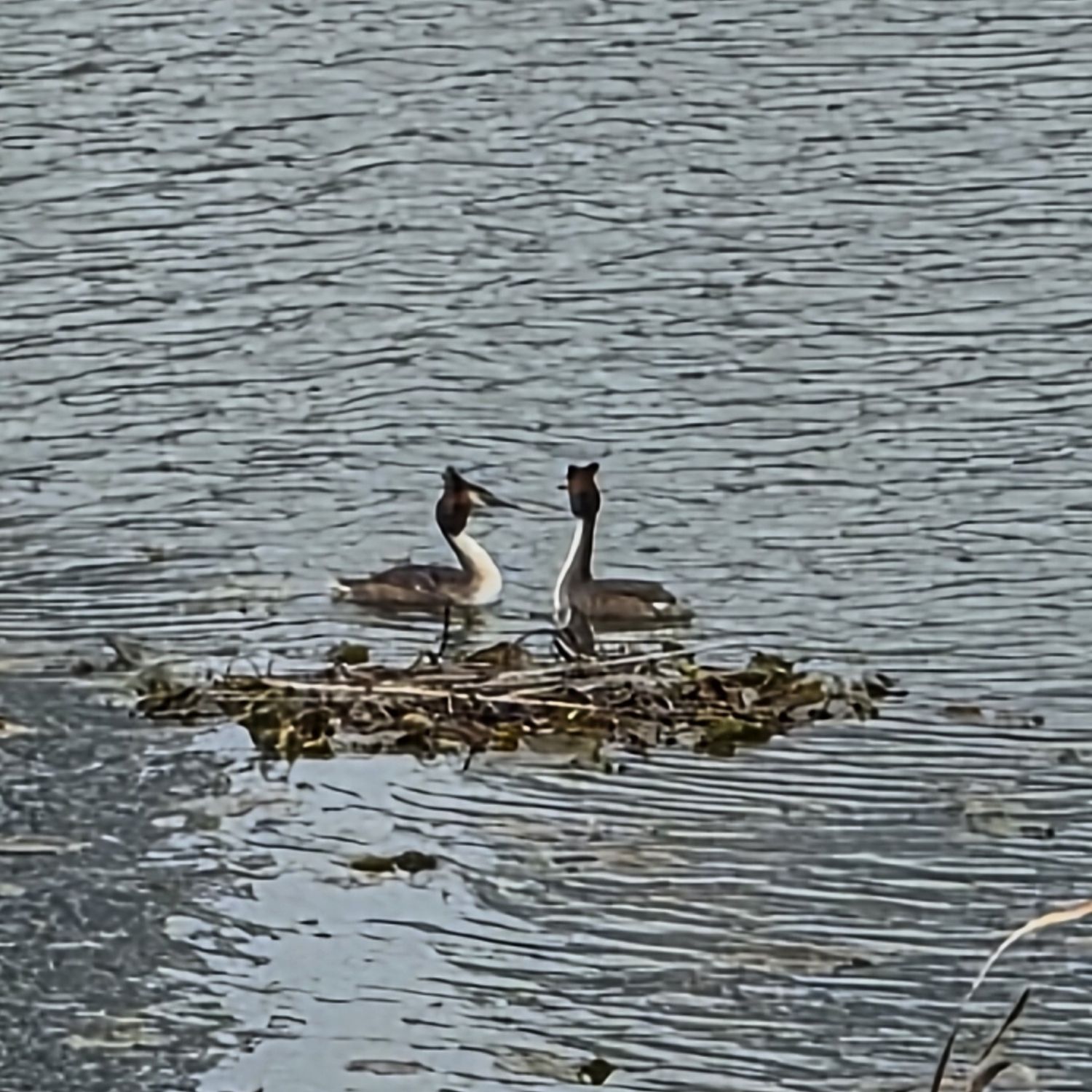 金浩中的近期活動照