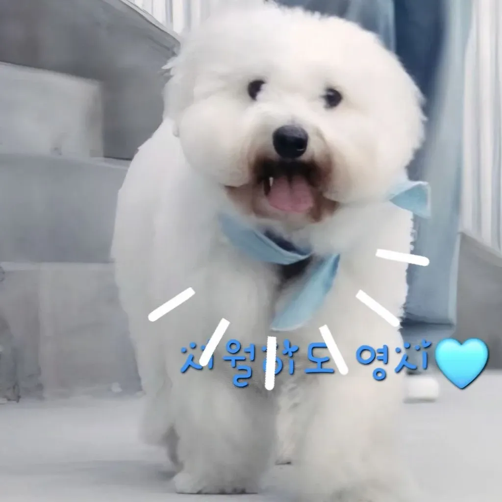 임영웅 팬이 찍은 순간