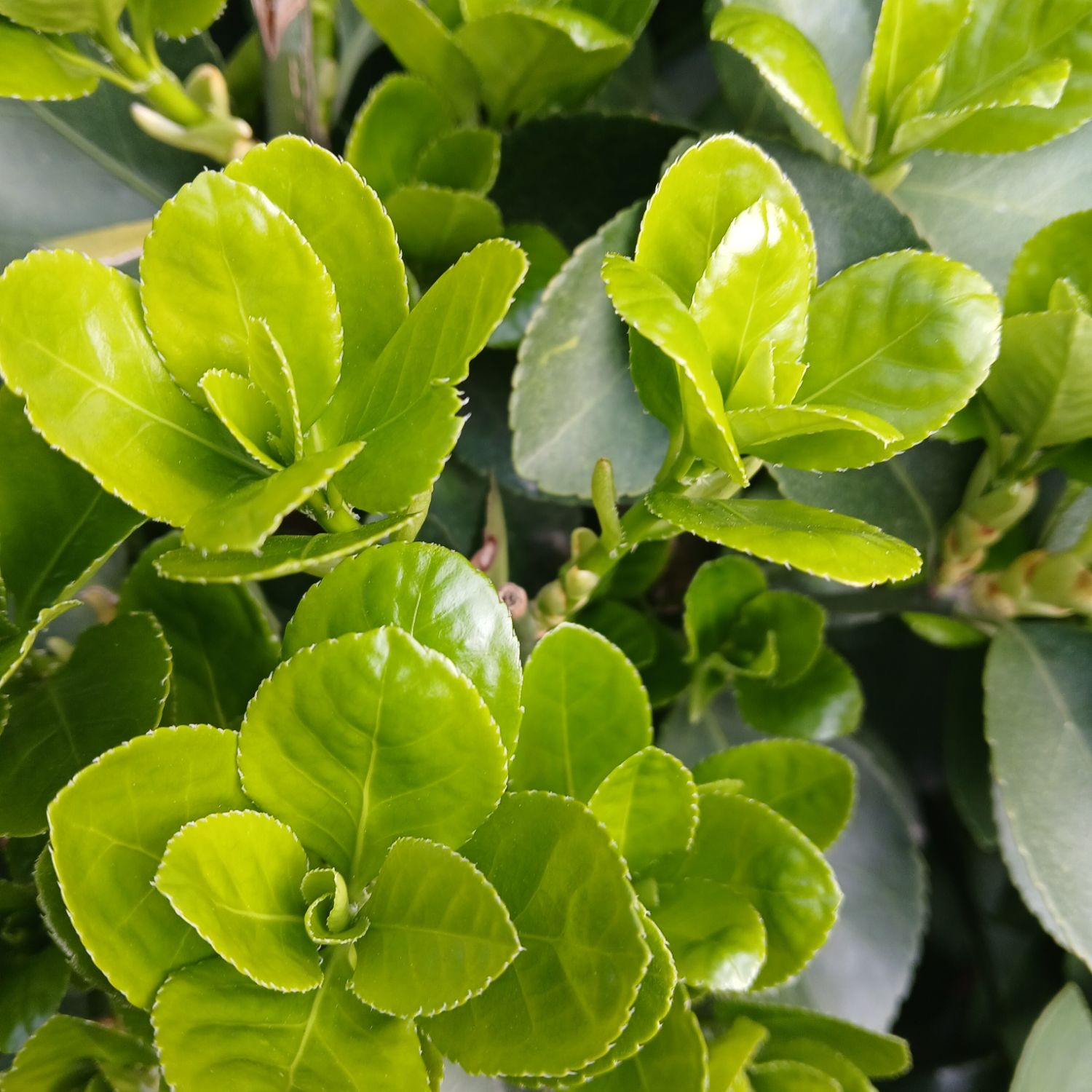 パク・ソジンのビハインドカット