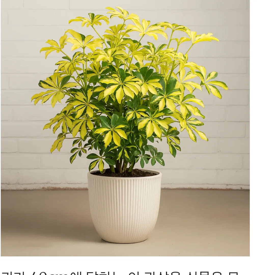 김선호의 최신 사진