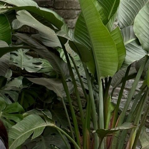 Behind-the-scenes cut of Bona