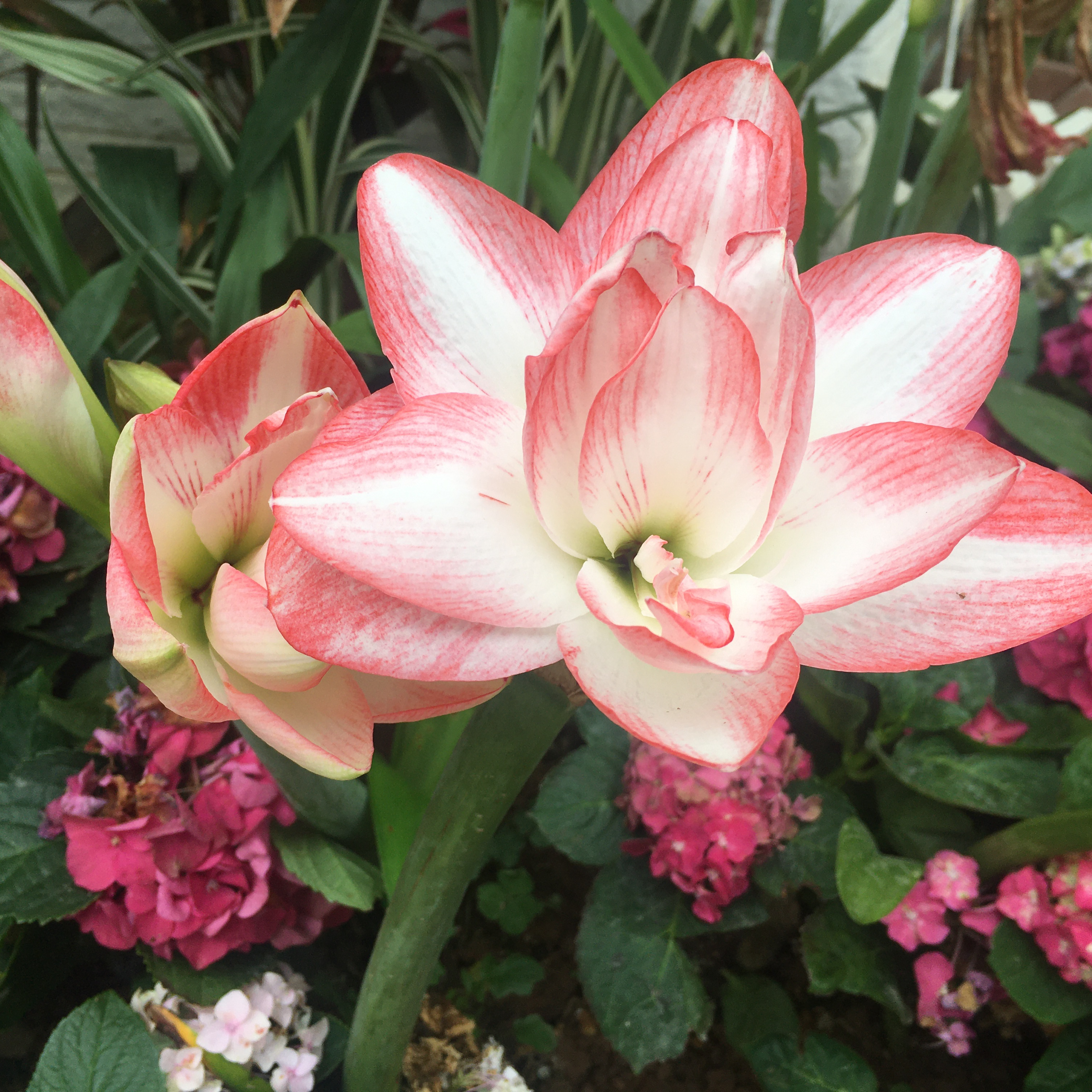 Momen yang diabadikan oleh penggemar Kim Goeun