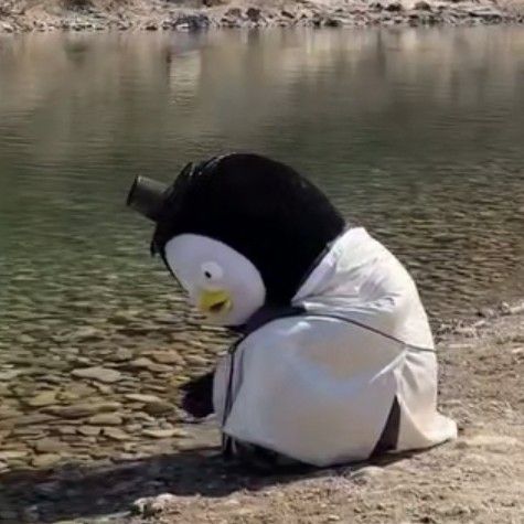 Recent activity shot of Pengsoo