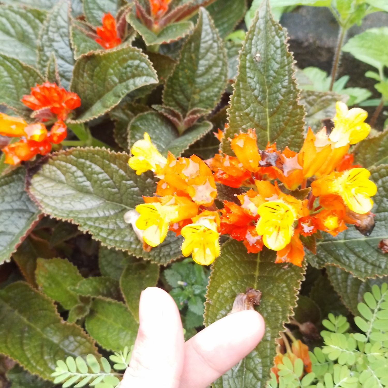 Foto terbaru dari Gumayusi