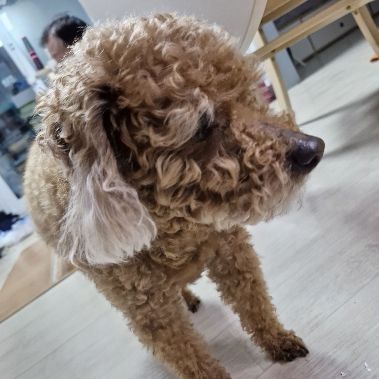 ペンスの最新写真