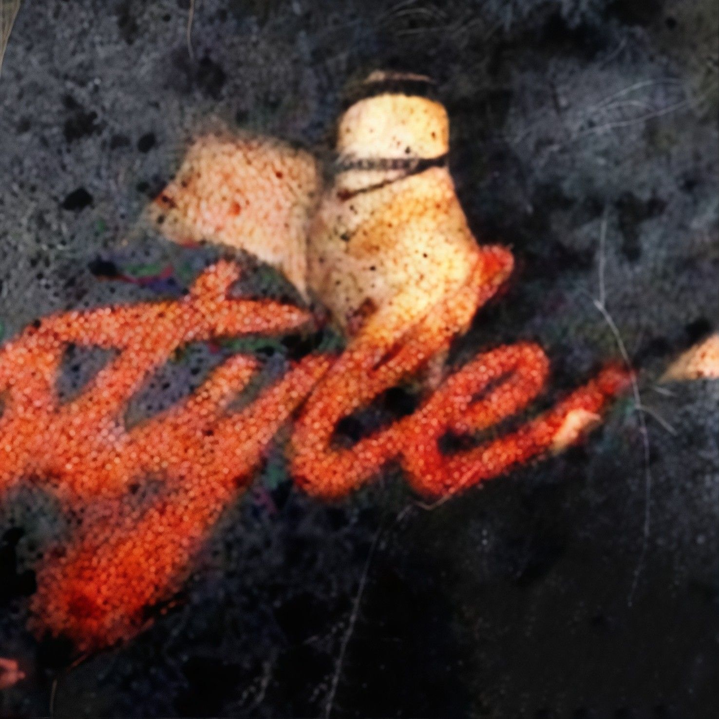 Latest photo of Dylan Wang