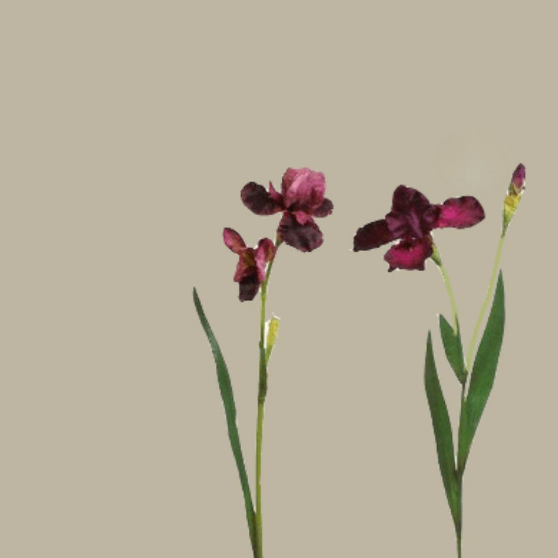 粉絲拍下的文彩元瞬間