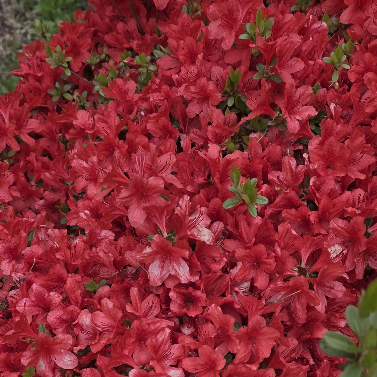 チョン・ユジンの最新写真