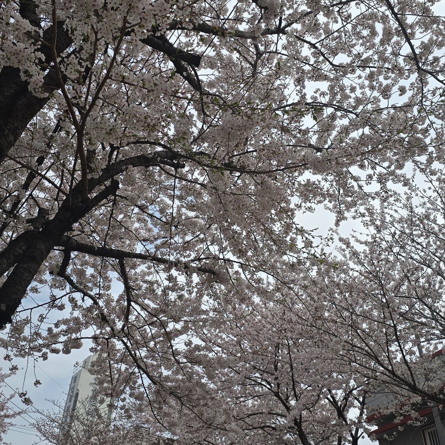 キム・ホジュンの最近の活動ショット