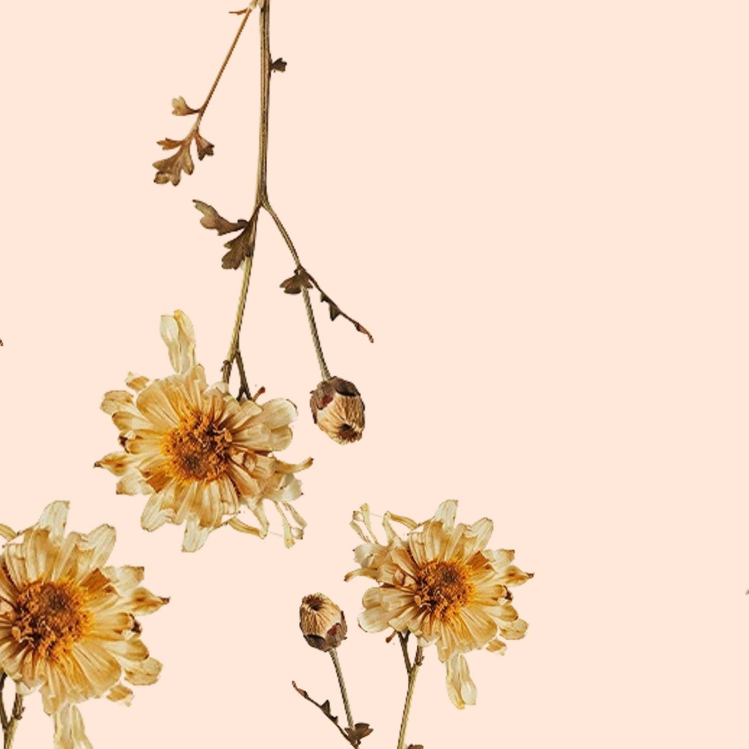 Latest photo of Moon Chaewon