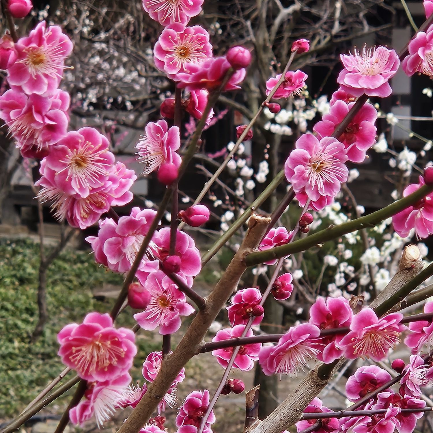 パク・ソジンのビハインドカット