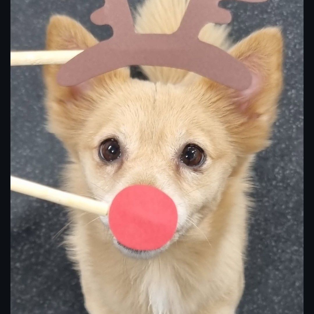 A moment captured by a fan of Dahyun