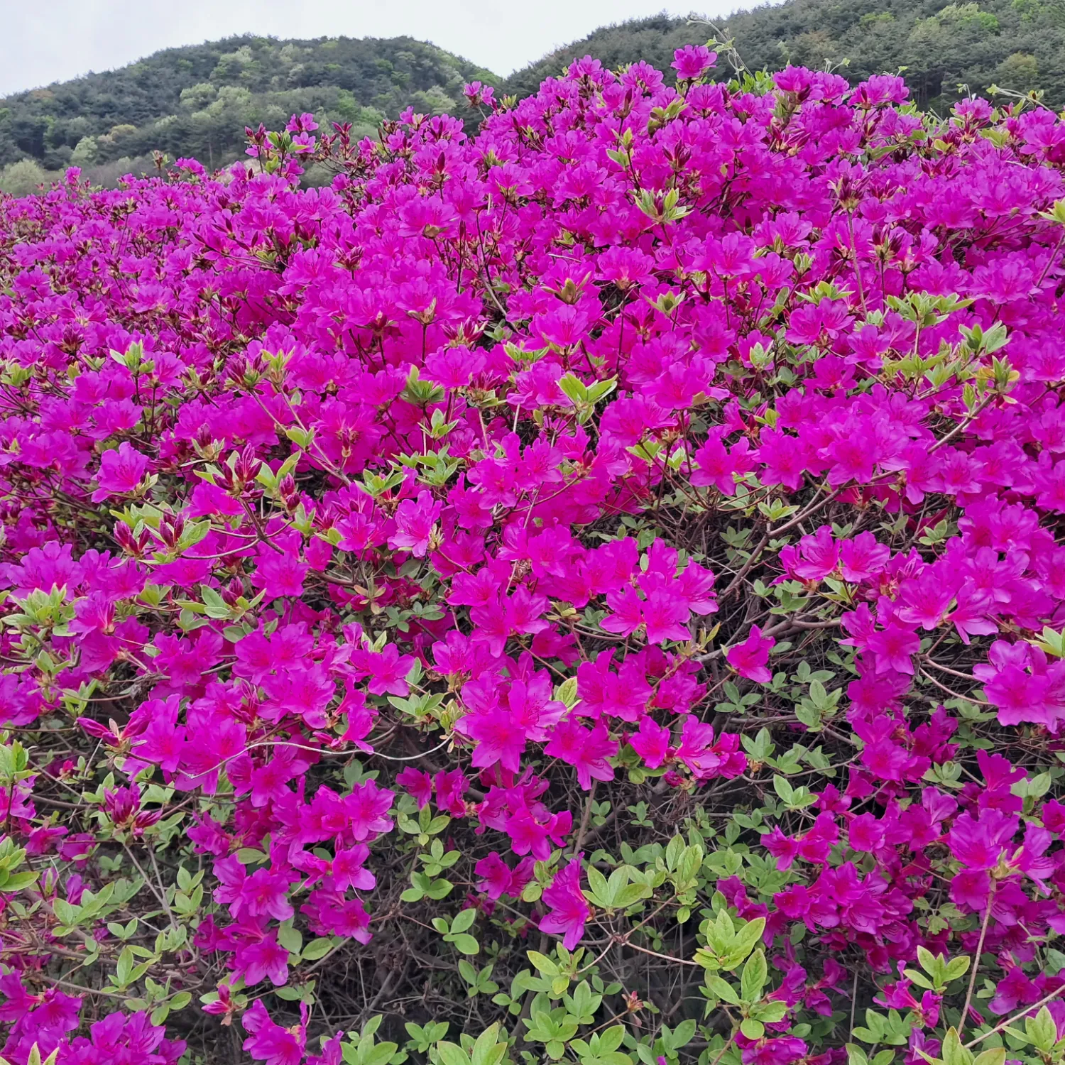 A moment captured by a fan of Oh Yujin