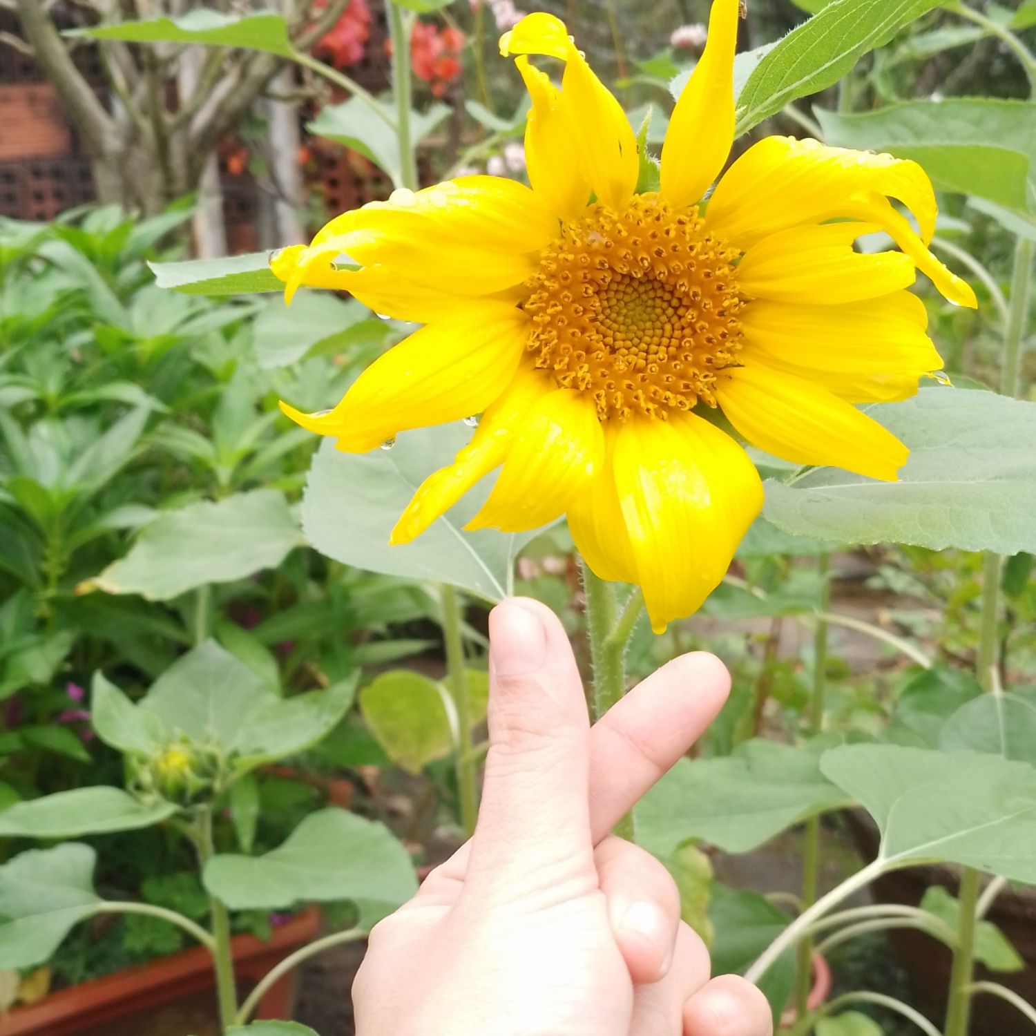 구마유시의 비하인드 컷