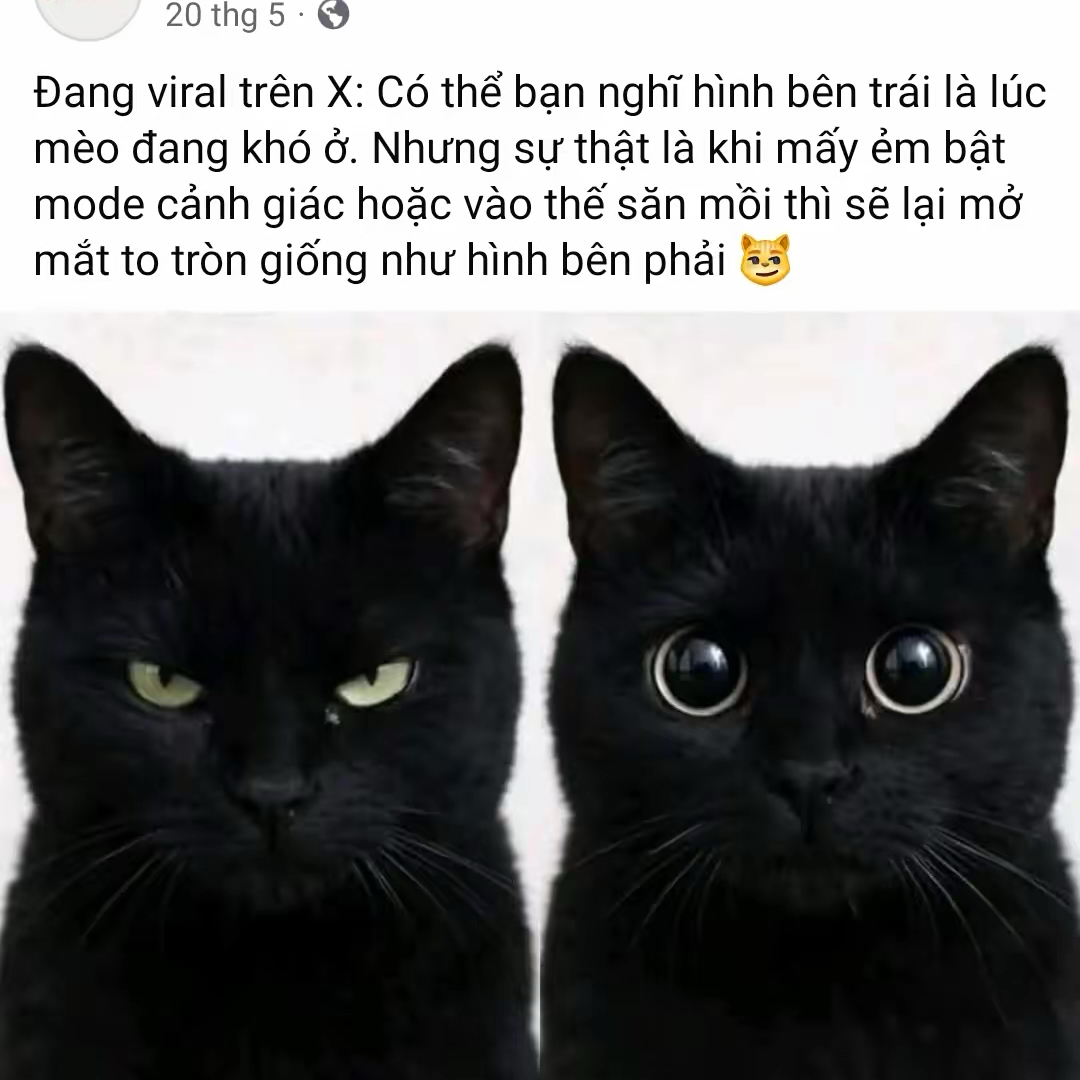 Momen yang diabadikan oleh penggemar Faker
